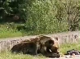 El miedo se instala en Serandi: un oso hambriento aterroriza a esta pequeña localidad