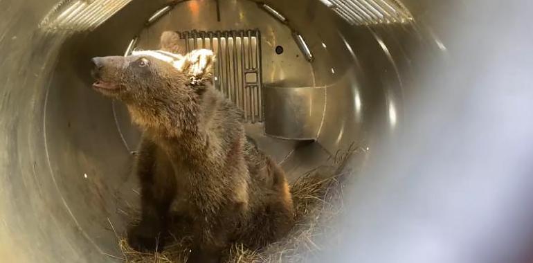 Cova vuelve al hogar: Asturias libera a la osezna rescatada en el Parque de Redes tras meses de rehabilitación