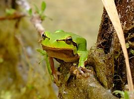 Las ranas de Chernóbil revelan la resistencia de la naturaleza: un estudio liderado por la Universidad de Oviedo muestra que la radiación no afecta su envejecimiento