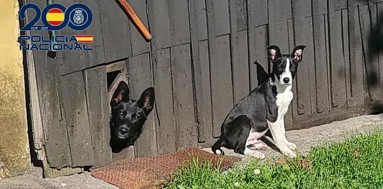 La Policía Nacional rescata a tres perros abandonados en una vivienda ocupada en Avilés