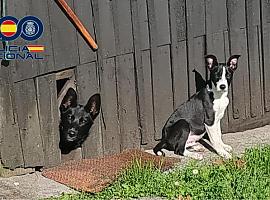 La Policía Nacional rescata a tres perros abandonados en una vivienda ocupada en Avilés