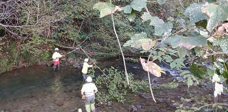 Inician obras de conservación en el río Riosa para prevenir inundaciones y proteger infraestructuras locales