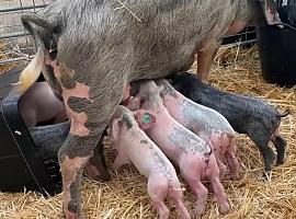 Refuerzo a la cría del gochu asturcelta con un nuevo programa para preservar su pureza genética y garantizar su futuro