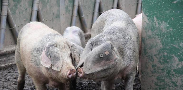  El Serida apuesta por razas autóctonas para combatir el cambio climático y mejorar la biodiversidad en Asturias