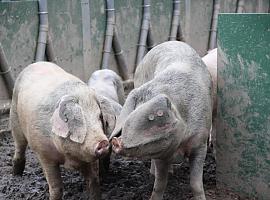  El Serida apuesta por razas autóctonas para combatir el cambio climático y mejorar la biodiversidad en Asturias