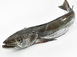 La Rula de Avilés lanza la campaña “Lonjas Asturianas: Merluza de la Rula” para impulsar el consumo del pescado estrella de Asturias