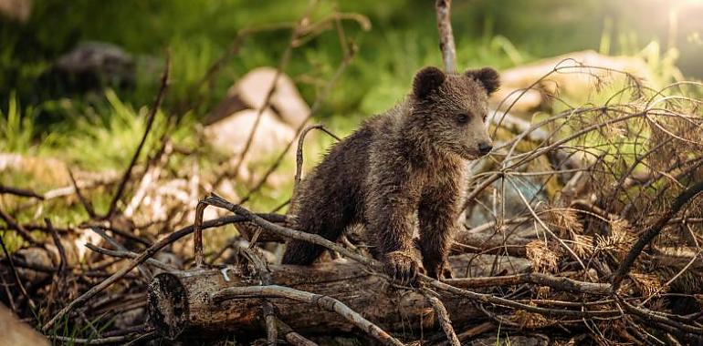 La Fundación Oso de Asturias redobla esfuerzos: Más educación, menos riesgos y un presupuesto récord para proteger al rey de los bosques