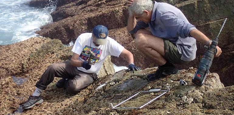 El secreto de los percebes: dejar adultos en las rocas puede salvar su futuro 