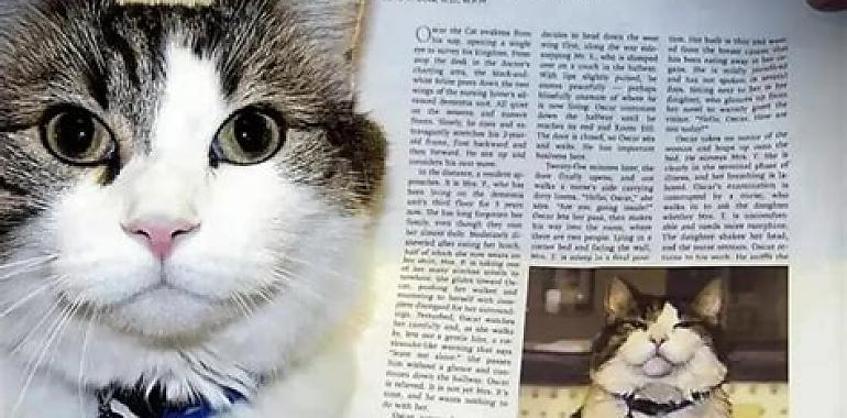  El misterioso gato que presagiaba la muerte: la historia real de Óscar, el felino que consoló a más de 100 pacientes en sus últimos momentos