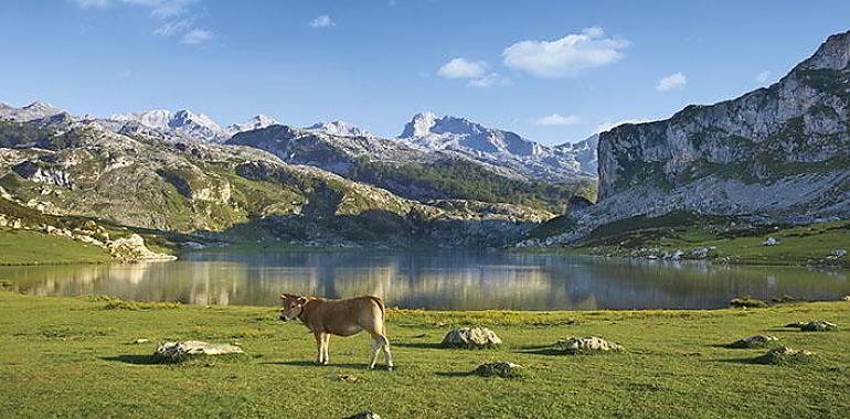 Picos de Europa: El tesoro natural que conquista Asturias y el mundo