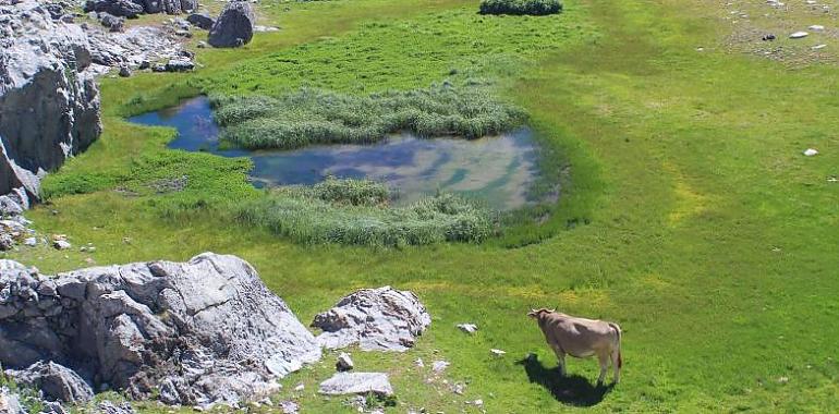 El Gobierno de Asturias invierte un millón de euros para proteger los humedales de montaña y mitigar el cambio climático