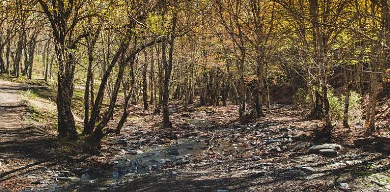 Asturias resarce los daños de los incendios de 2023 con una inyección de más de 2,5 millones de euros