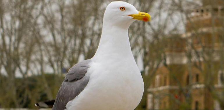 Asturias contabiliza más de 20.000 aves acuáticas en su censo anual: un termómetro de biodiversidad