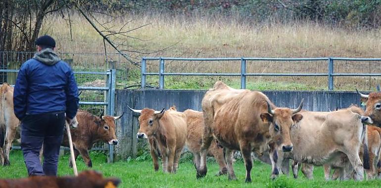 Impulso a la conciliación agraria: 450.000 euros para servicios de sustitución en explotaciones rurales