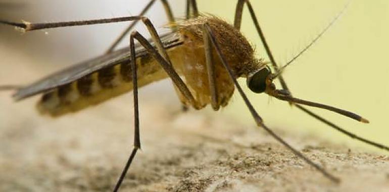 Detectan por primera vez el virus Sindbis en mosquitos del sureste de España: un nuevo reto para la salud pública