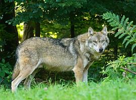 La expansión del lobo en Asturias: Un equilibrio entre conservación y sostenibilidad rural