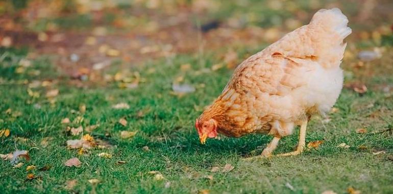  Asturias refuerza medidas en mercados y exposiciones de aves en zonas de vigilancia por gripe aviar