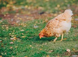  Asturias refuerza medidas en mercados y exposiciones de aves en zonas de vigilancia por gripe aviar