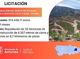 Reforestación del monte Cuesta de Coya y Ques en Piloña con una inversión de 374.000 euros