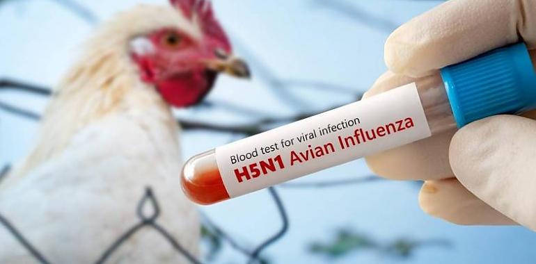 Gripe aviar H5N1: el virus que preocupa al mundo tras la primera muerte humana en EE.UU.