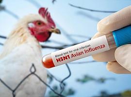 Gripe aviar H5N1: el virus que preocupa al mundo tras la primera muerte humana en EE.UU.