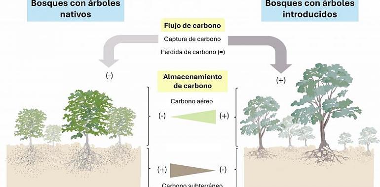 Las especies invasoras ponen en peligro la capacidad de los bosques para almacenar carbono, según un estudio de la Universidad de Oviedo