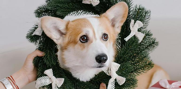 El frío y la humedad del invierno ponen en riesgo la salud de los perros