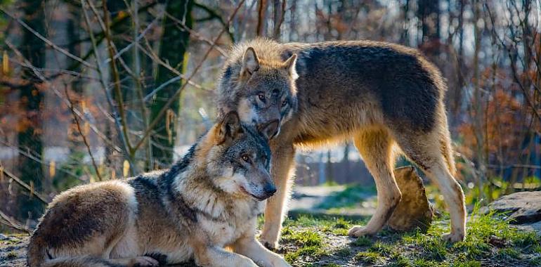 Rebeldes Indignadas denuncia la creciente presión para desproteger al lobo en España y Europa