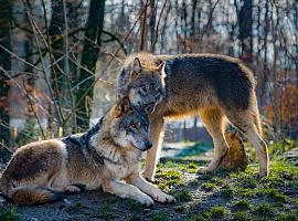 Rebeldes Indignadas denuncia la creciente presión para desproteger al lobo en España y Europa