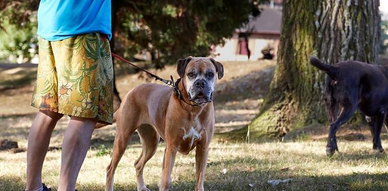 Avilés estrena cinco parques caninos con juegos para que los perros se ejerciten libremente