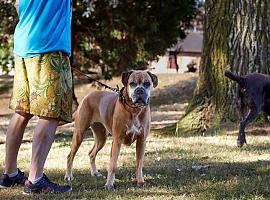 Avilés estrena cinco parques caninos con juegos para que los perros se ejerciten libremente