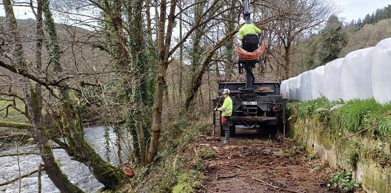 La Confederación Hidrográfica del Cantábrico inicia trabajos de conservación en el río Arganza en Tineo