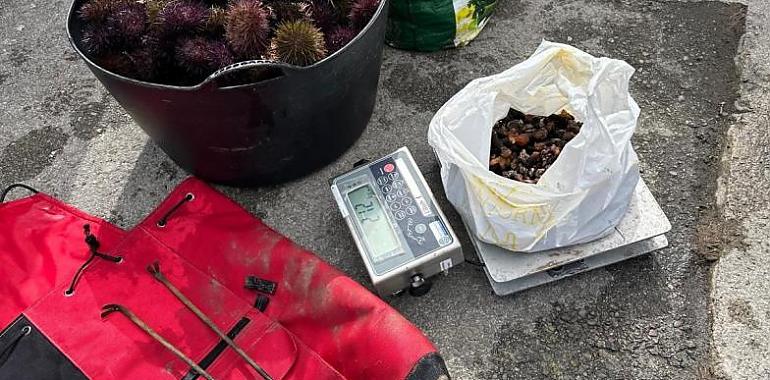 Golpe al furtivismo en Ribadesella: interceptado con 40 kilos de oricios y 2 de percebes en una operación sorpresa