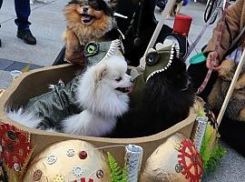 ¡Desfile de cuatro patas en el Antroxu de Avilés! Perros y gatos conquistan el VII Concurso de Mascotas Antroxáes