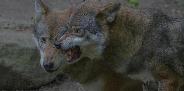 Terror en Tineo: los lobos ya rondan colegios y centros de salud tras una matanza de ovejas