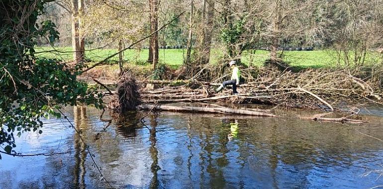 El río Porcía en El Franco, en proceso de limpieza y mejora para evitar desbordamientos