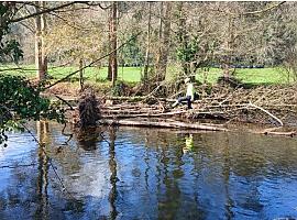 El río Porcía en El Franco, en proceso de limpieza y mejora para evitar desbordamientos