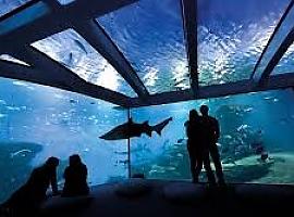 Semana Santa en Mallorca: sol, mar y una experiencia submarina única en Palma Aquarium