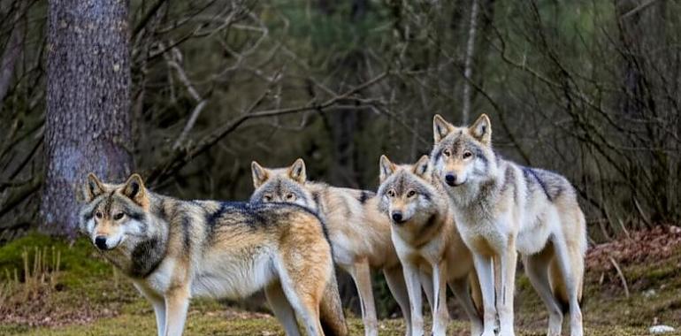 Los ganaderos asturianos llevarán su lucha al Congreso en una votación clave sobre la protección del lobo