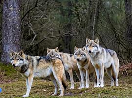 Los ganaderos asturianos llevarán su lucha al Congreso en una votación clave sobre la protección del lobo