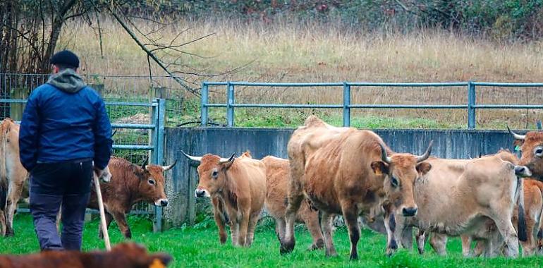 Asturias lanza nuevas ayudas millonarias para modernizar el campo: hasta 800.000 € por explotación y prioridad para jóvenes, mujeres y nuevos agricultores