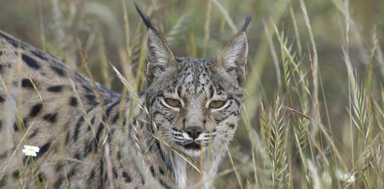 Muere otro lince por atropello en el entorno de Doñana