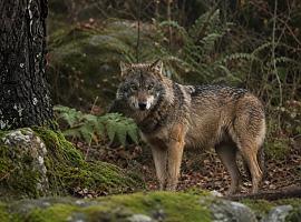 Asturias reactiva el control del lobo tras blindar jurídicamente su plan de gestión