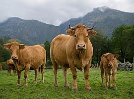Asturias sube las indemnizaciones por daños de fauna silvestre: hasta un 27% más para el ganado vacuno
