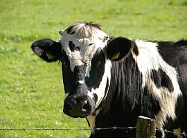 Asturias destina 300.000 euros a modernizar explotaciones agrarias y reforzar la actividad del campo