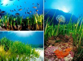 La \Posidonia oceanica\ es la especie más longeva de la biosfera 