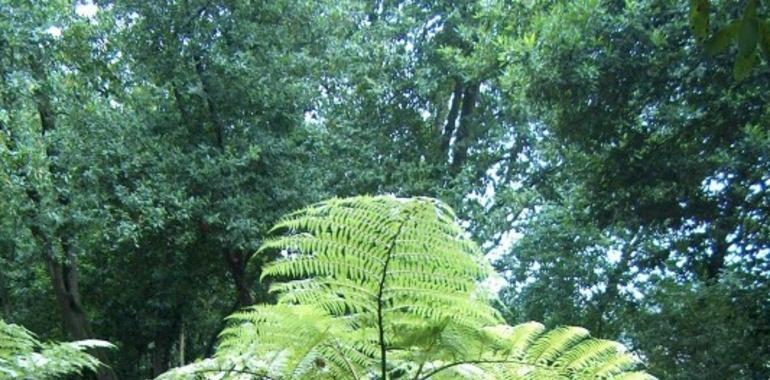 El Botánico gijonés hace balance de su mejor mes de enero