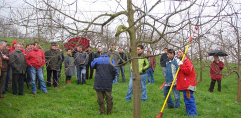 Jornada de poda y cuidados de invierno en plantaciones de manzano de sidra