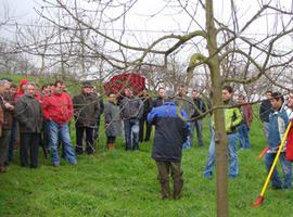 Jornada de poda y cuidados de invierno en plantaciones de manzano de sidra