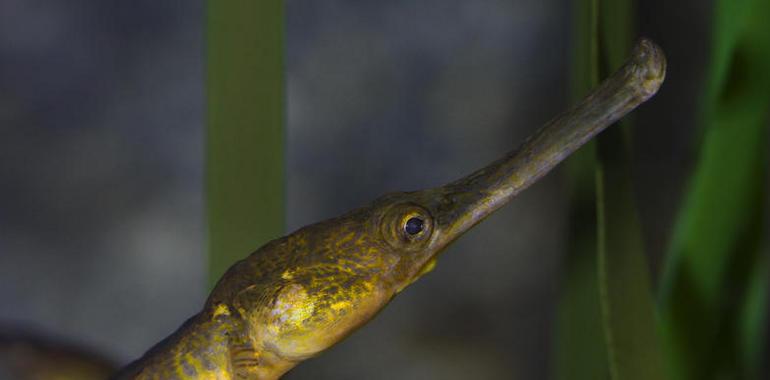 El Acuario de Gijón ha obtenido la calificación de “excelente”